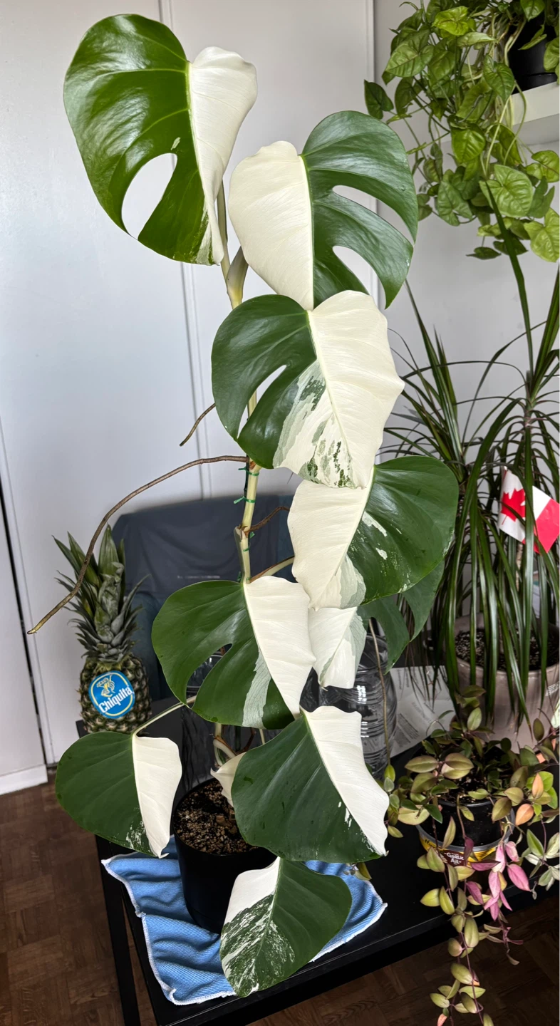 Monstera Borsigiana Albo Mid Cuttings