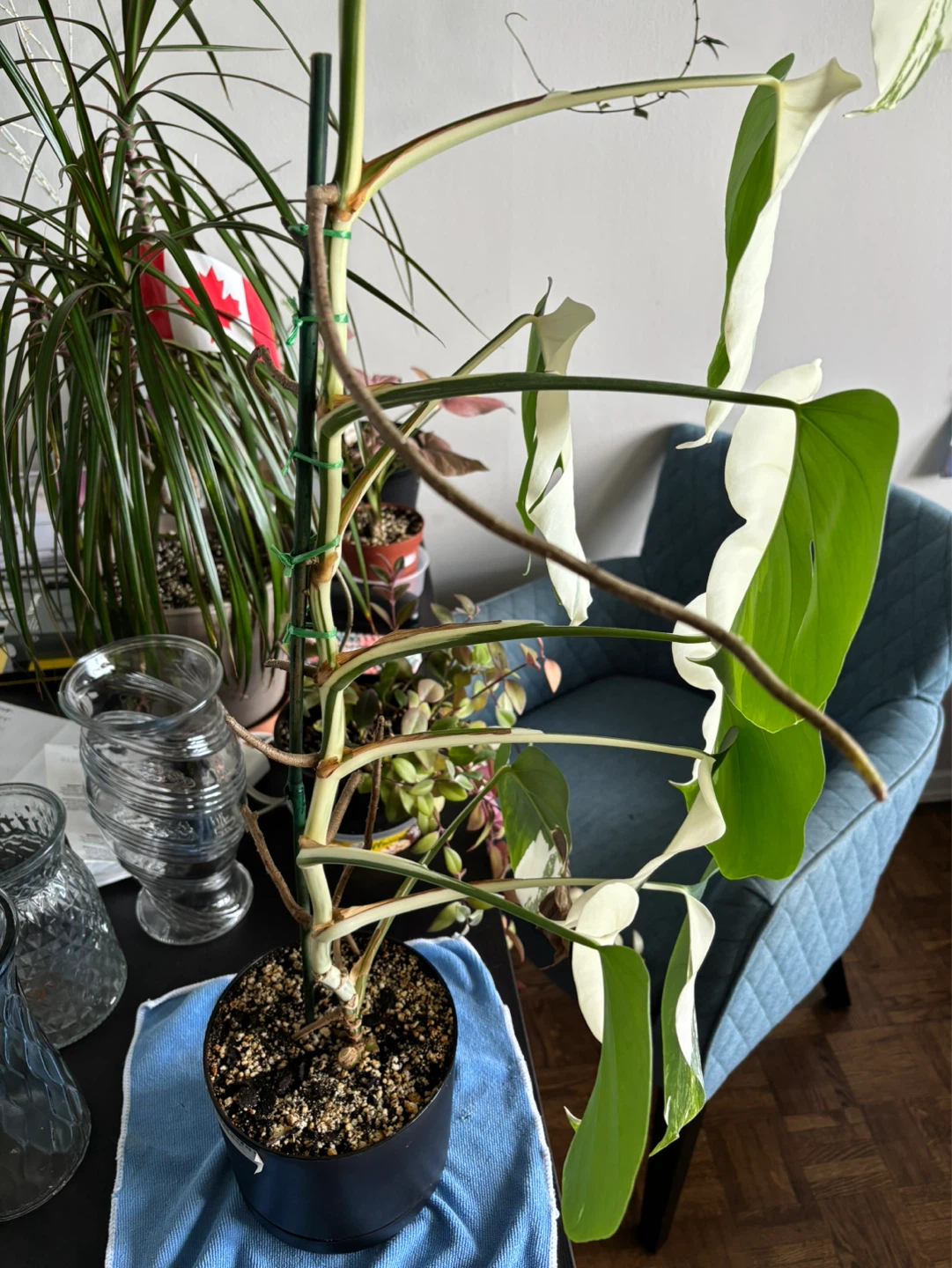 Monstera Borsigiana Albo Mid Cuttings - photo 4