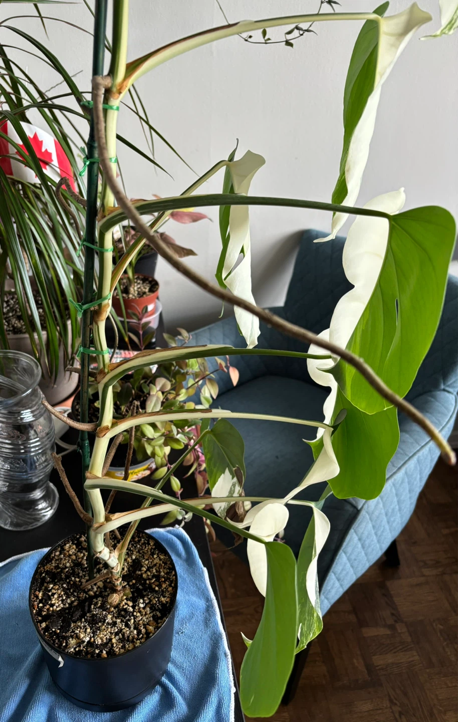 Monstera Borsigiana Albo Mid Cuttings - photo 3