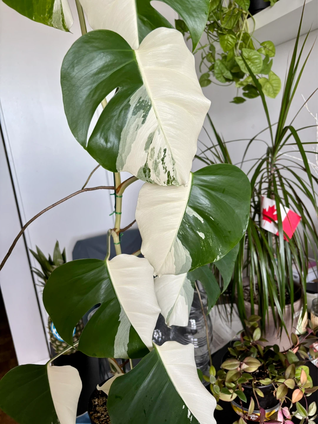 Monstera Borsigiana Albo Mid Cuttings - photo 2