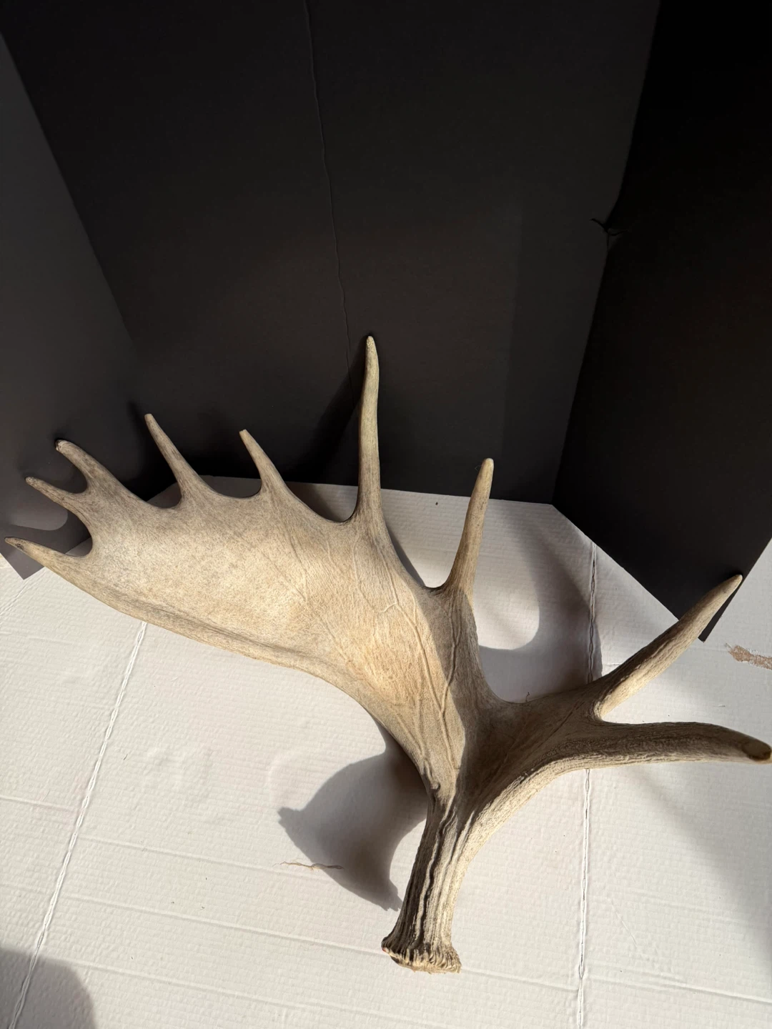Moose Antlers - photo 4