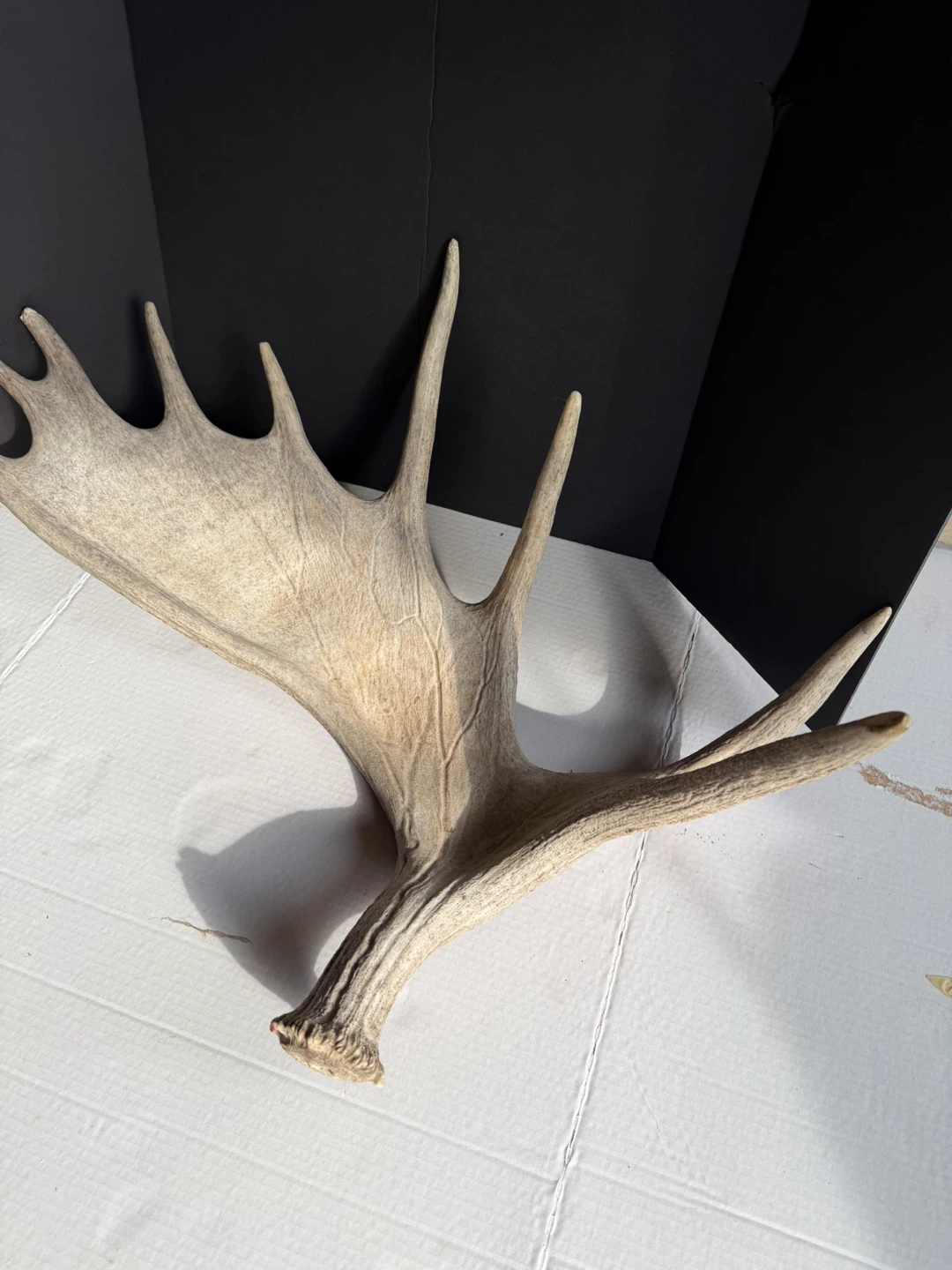 Moose Antlers