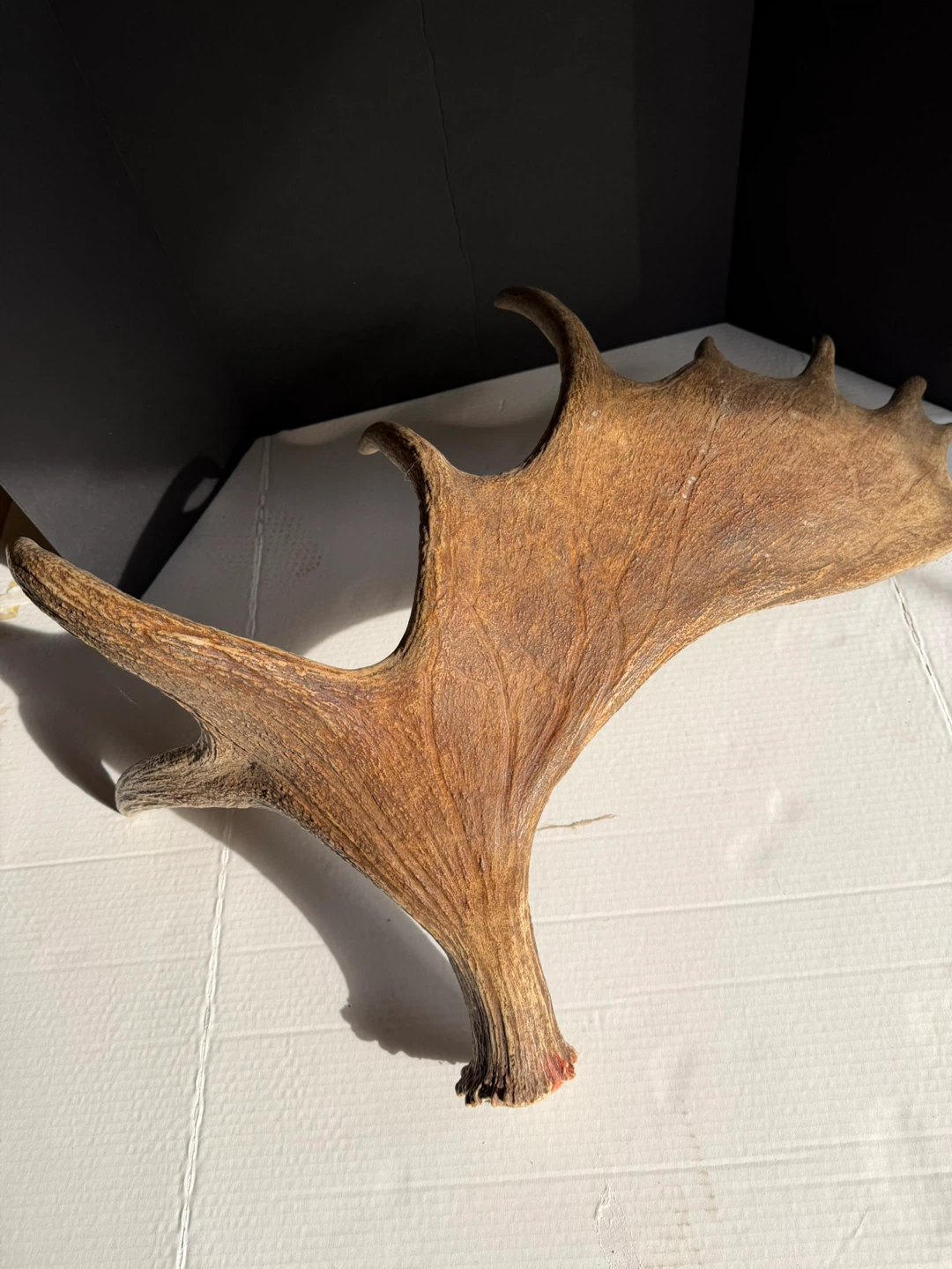 Moose Antlers - photo 5