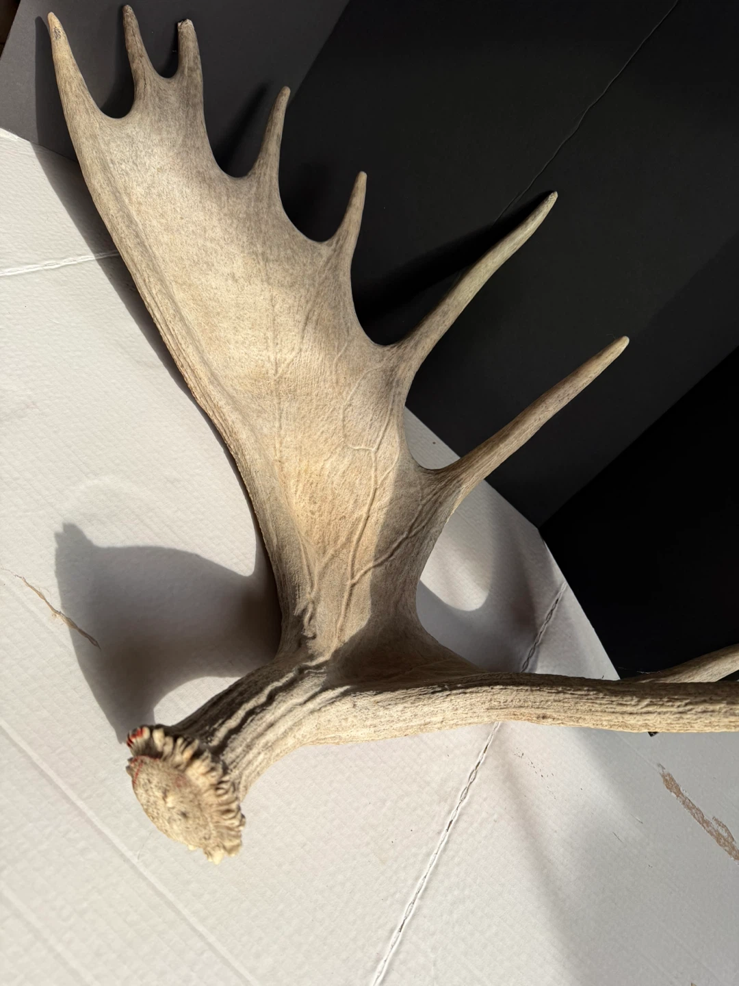 Moose Antlers - photo 3