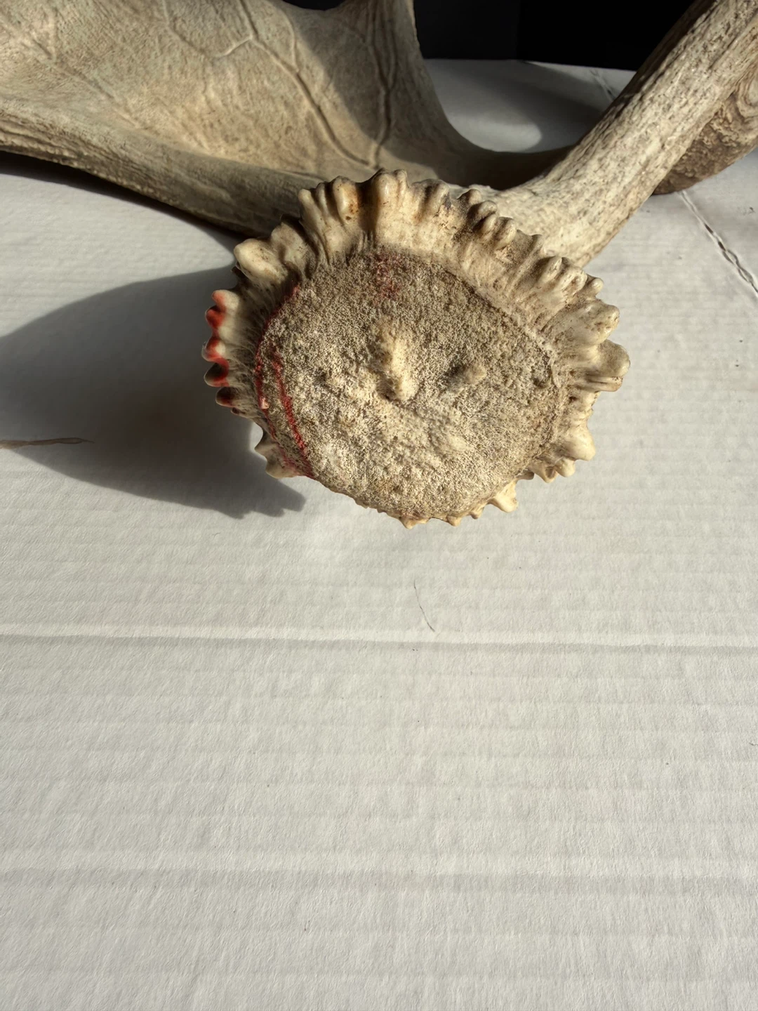 Moose Antlers - photo 2