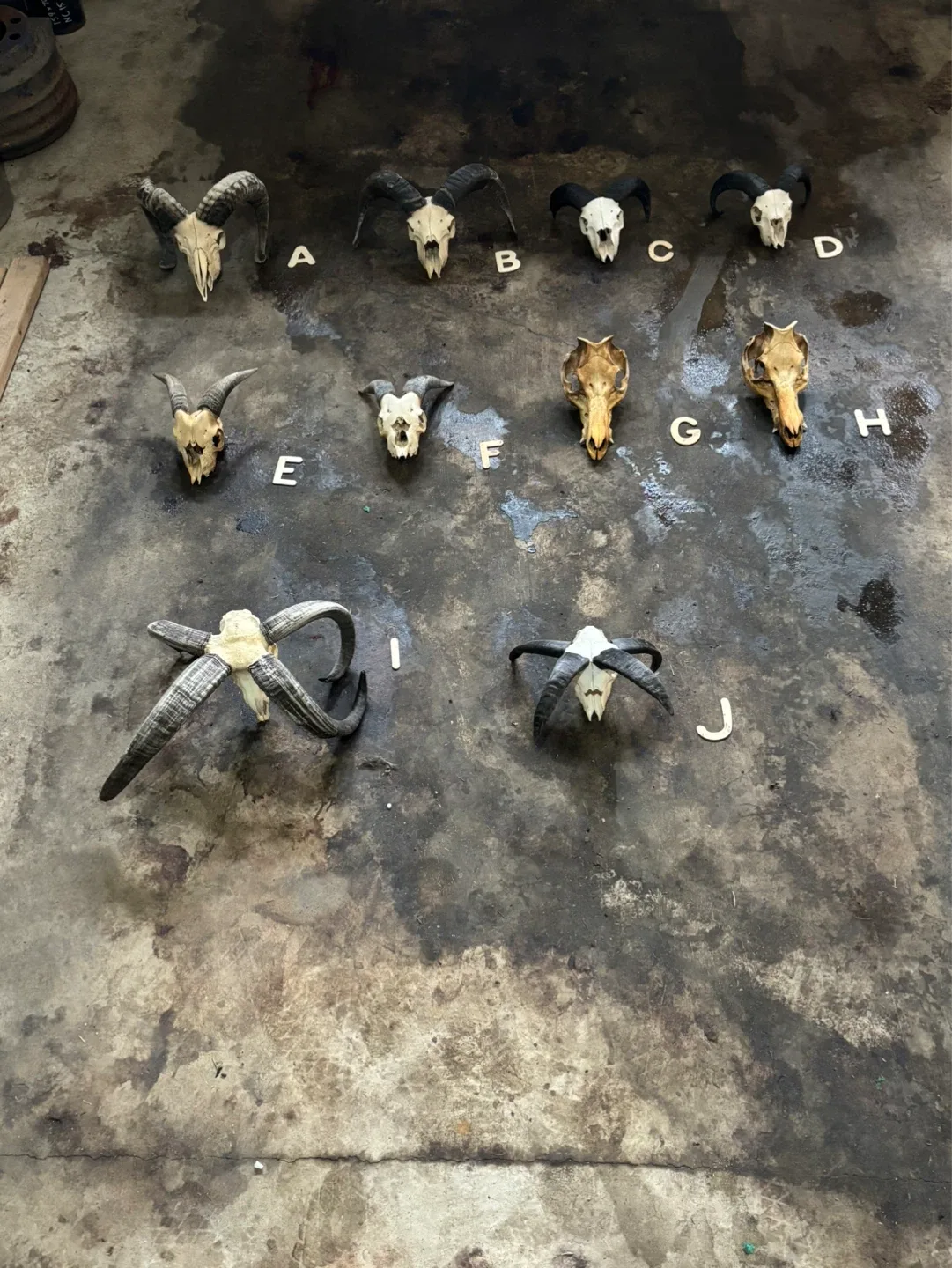 Kleen Skullzz - photo 5