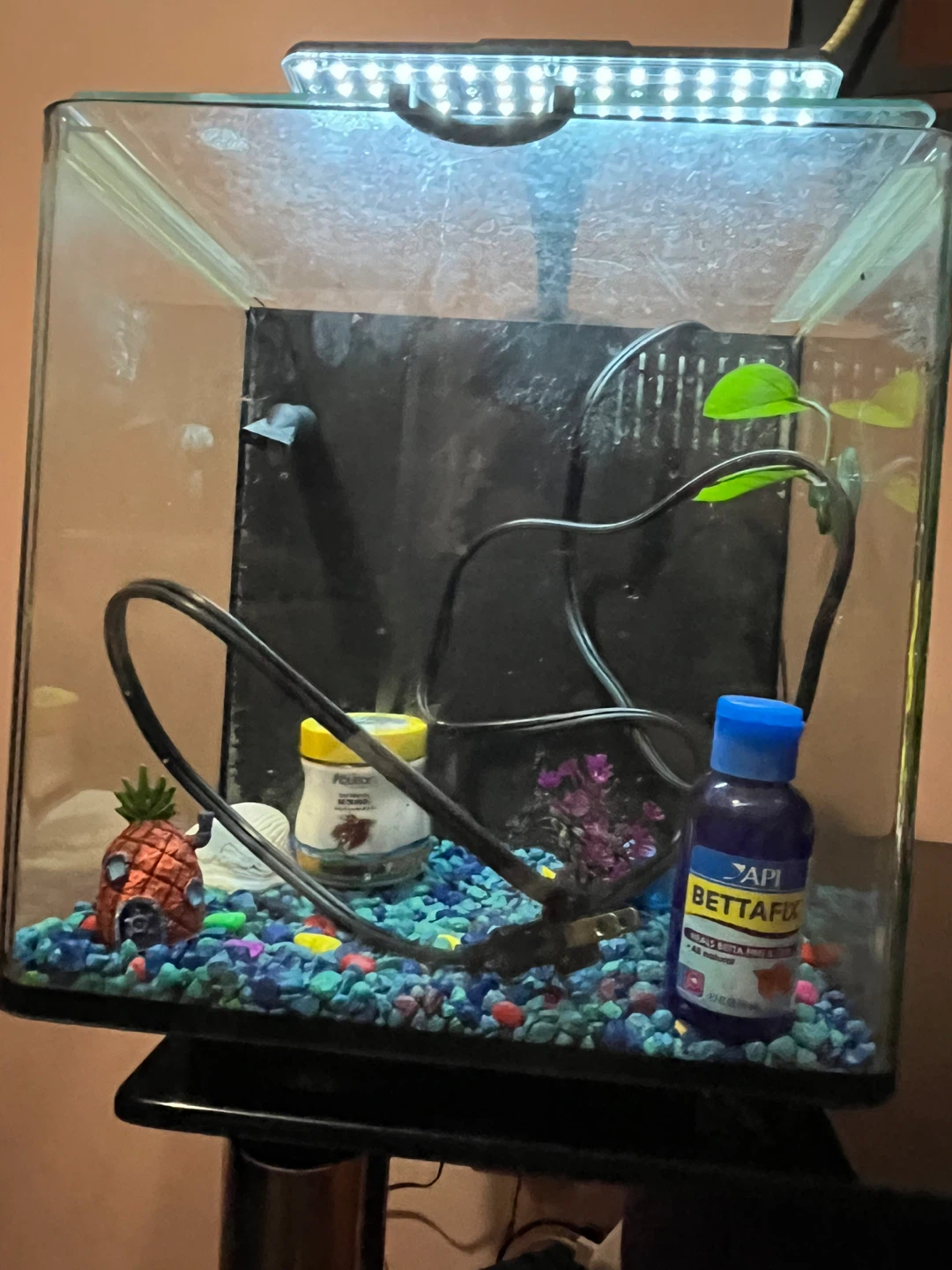 Fish tank