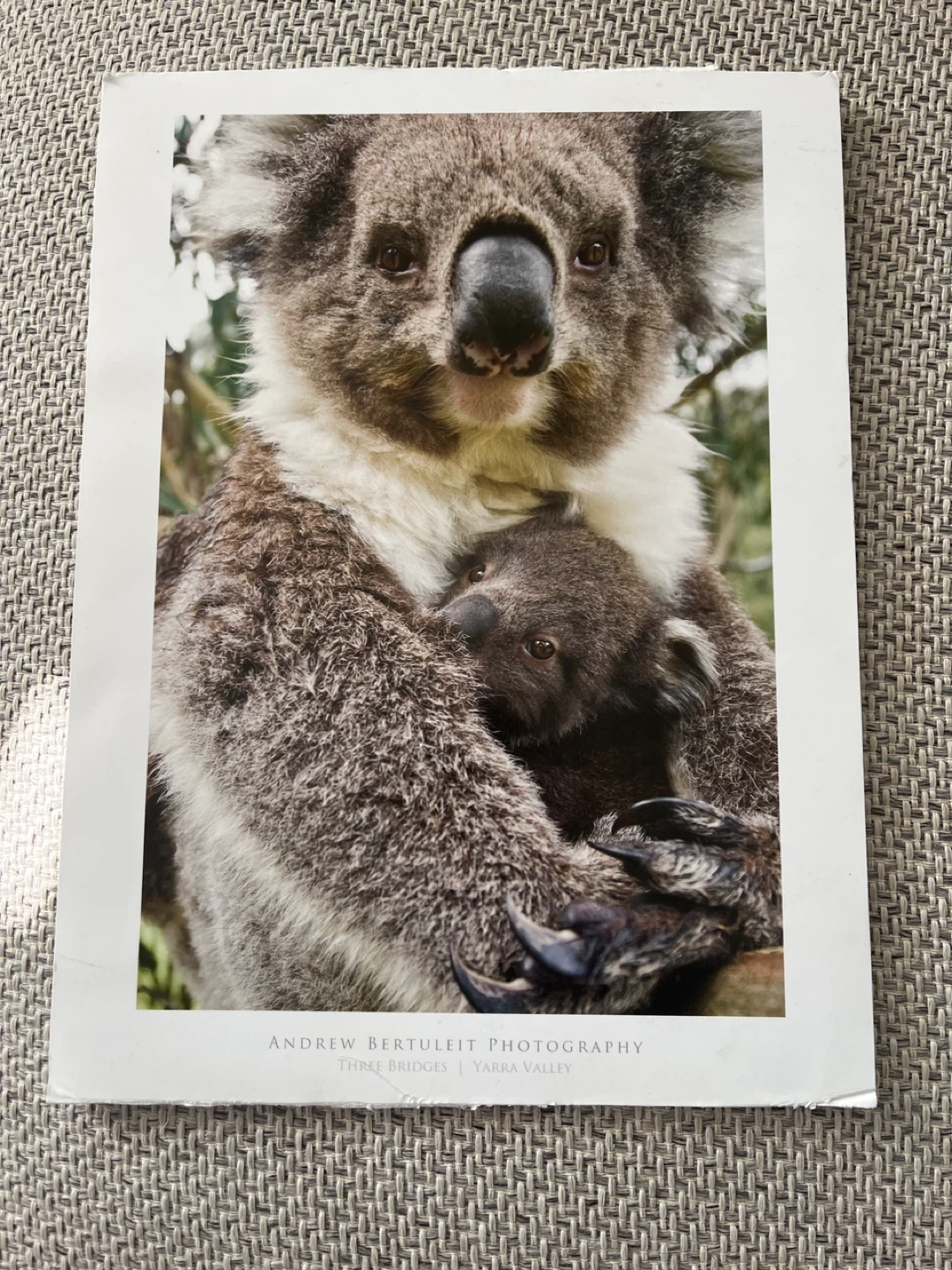 ⚽️Andrew Bertuleit Photography Koala Print