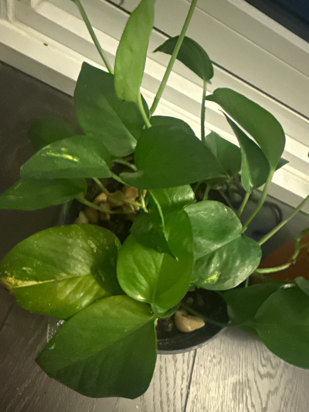 Epipremnum aureum Pothos Plant - photo 2