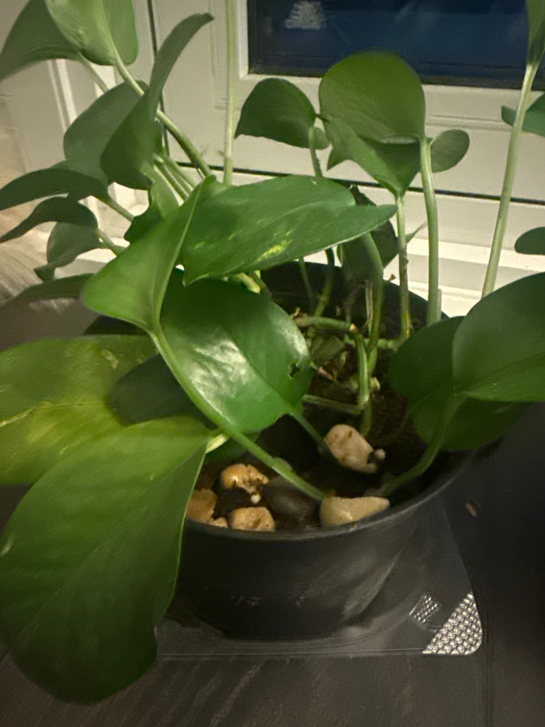 Epipremnum aureum Pothos Plant - photo 3