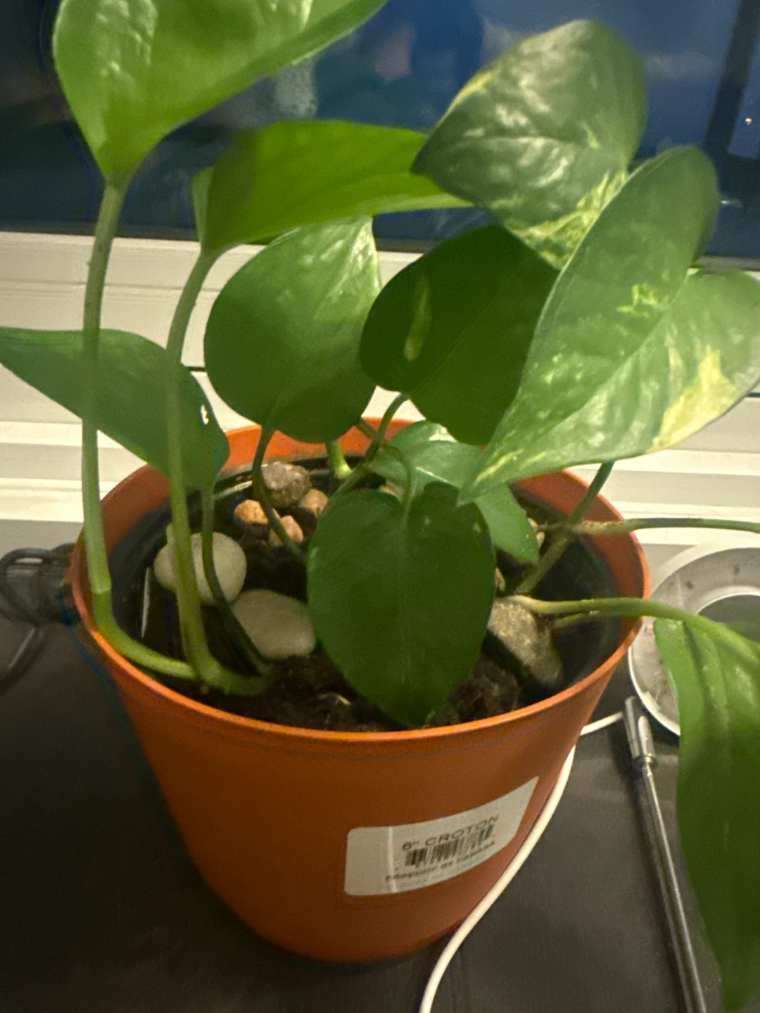 Pothos Plant in Orange Pot