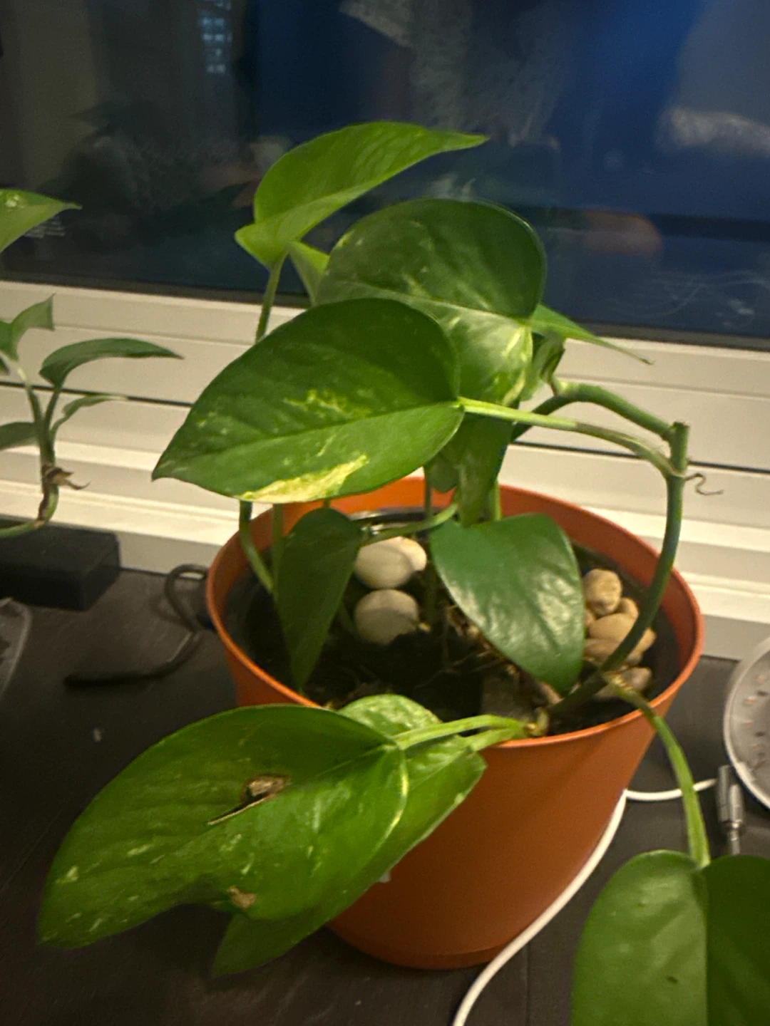 Pothos Plant in Orange Pot - photo 2