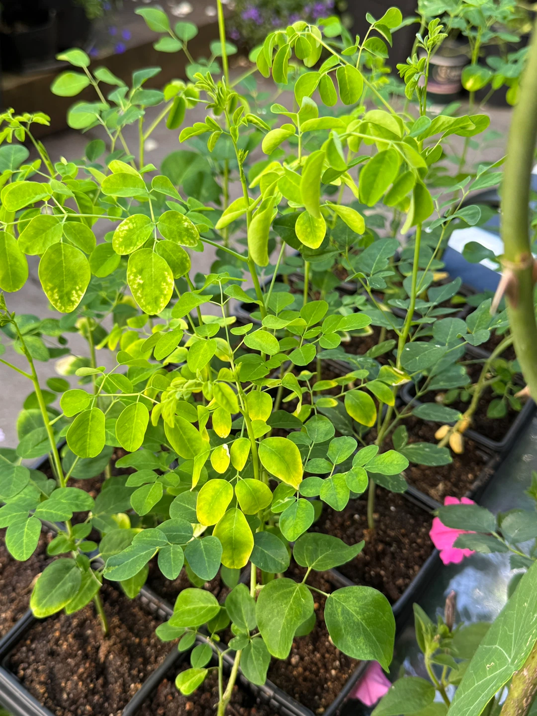 Moringa Plants - photo 4