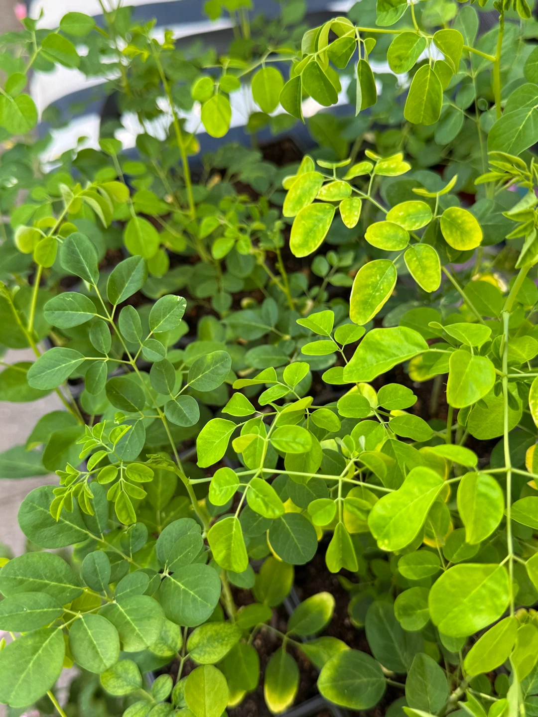 Moringa Plants - photo 2
