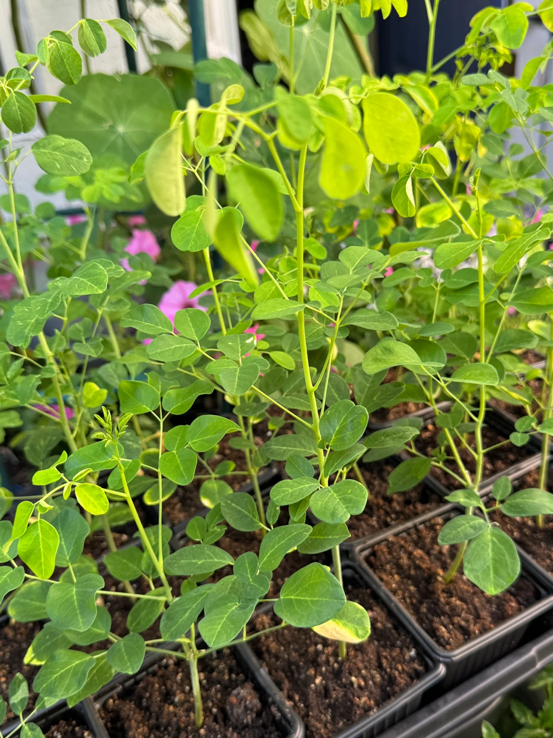 Moringa Plants