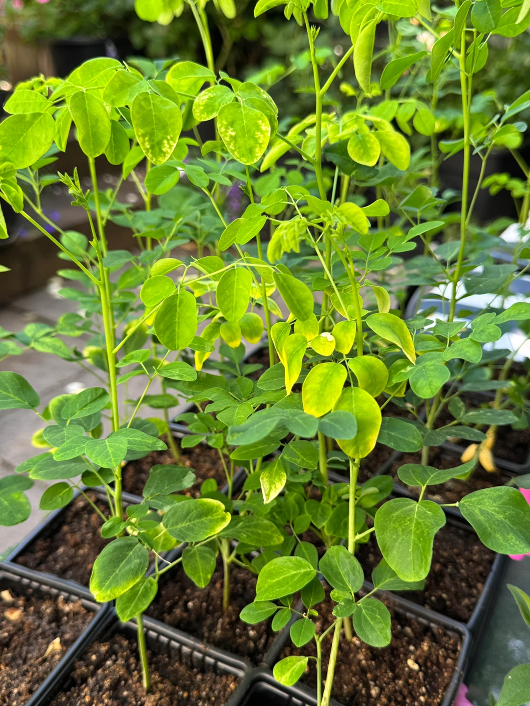 Moringa Plants - photo 3