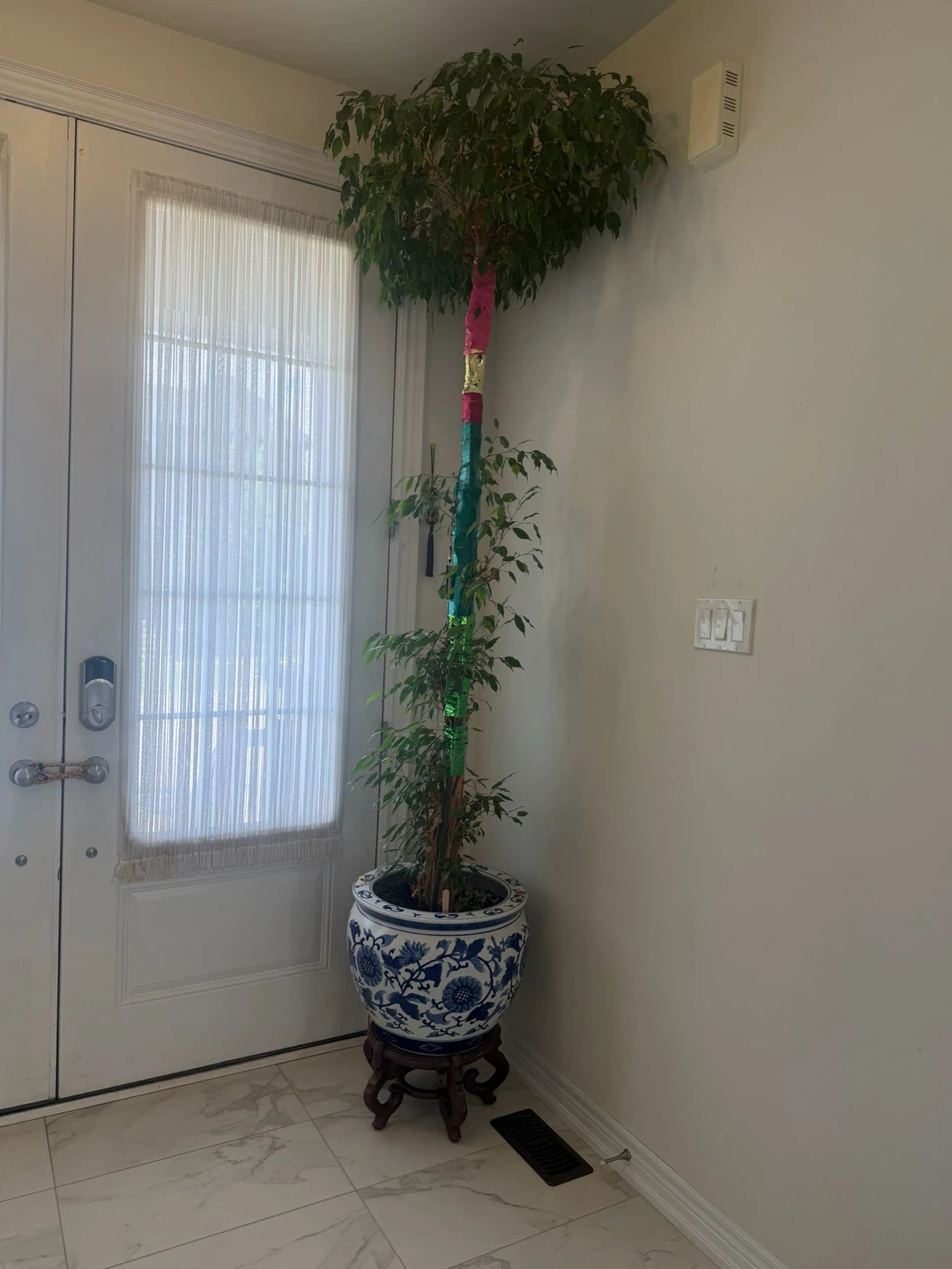 Tall Ficus Tree in Decorative Planter