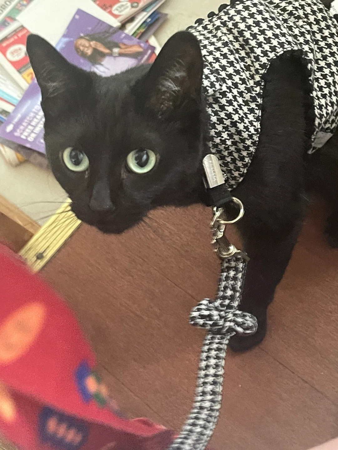 Houndstooth Cat Harness ⚽ and Leash Set - photo 4