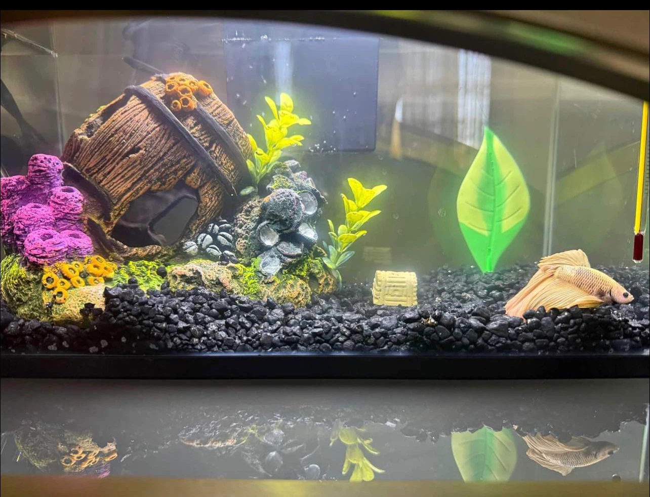(NEGOTIABLE) 3 Gallon All-In-One Fish Tank