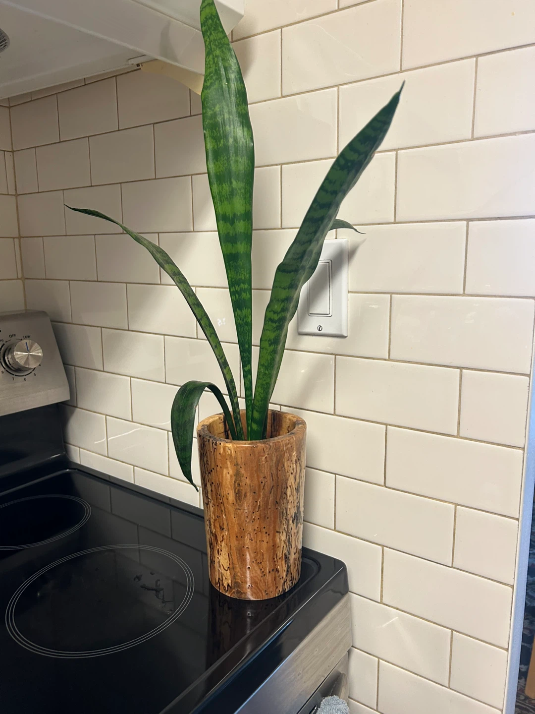 Snake Plant in Decorative Pot
