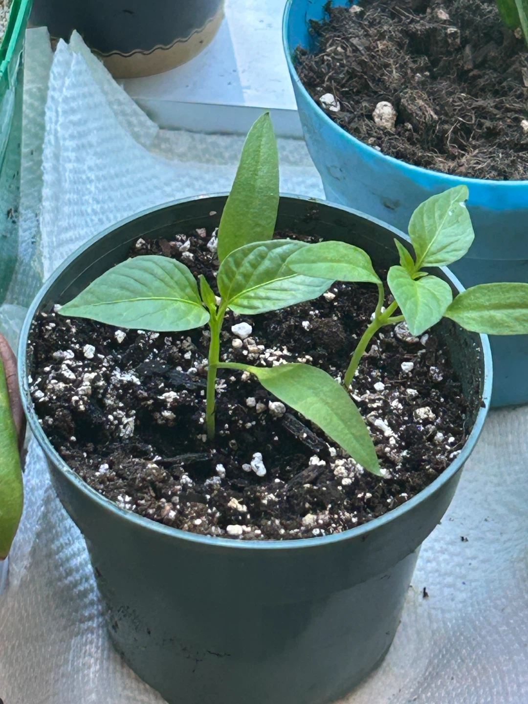 Pepper Plant Seedlings - photo 2