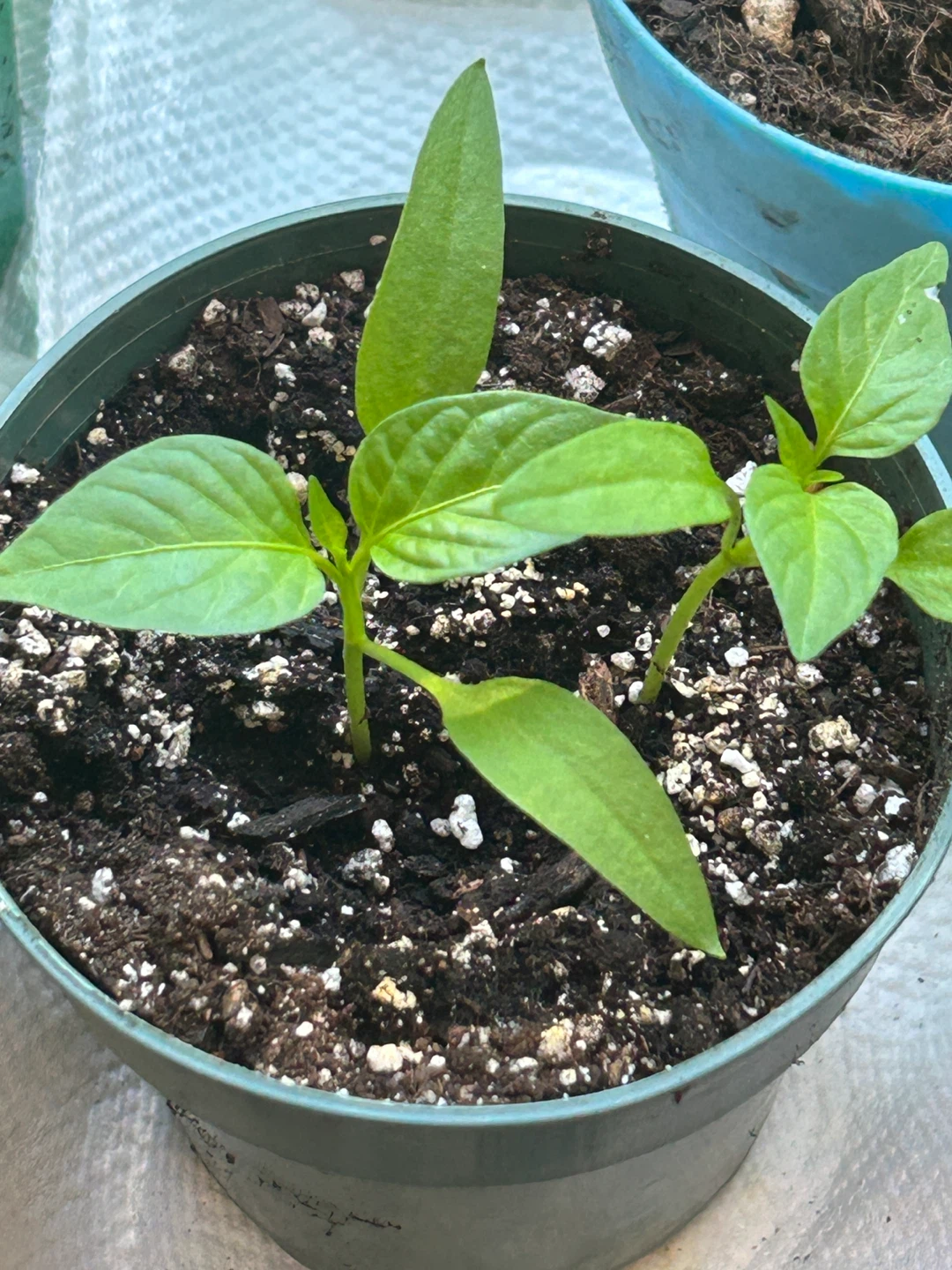 Pepper Plant Seedlings