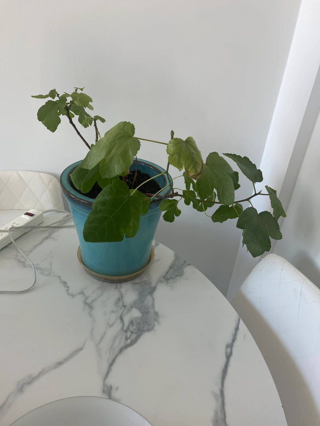 Potted Spider Plant