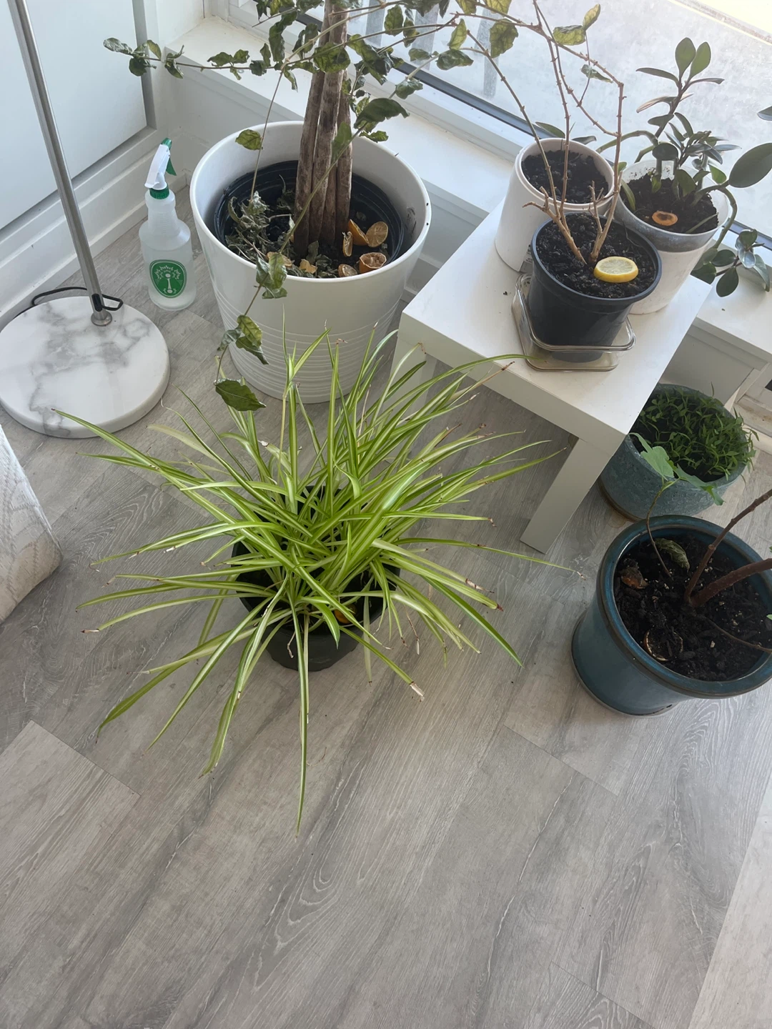 Potted Spider Plant - photo 3