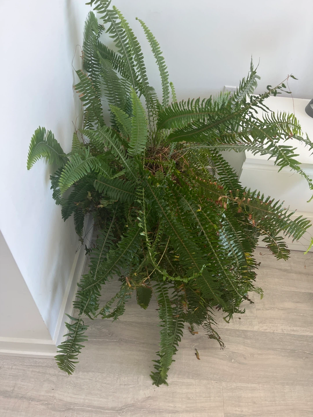 Potted Spider Plant - photo 5