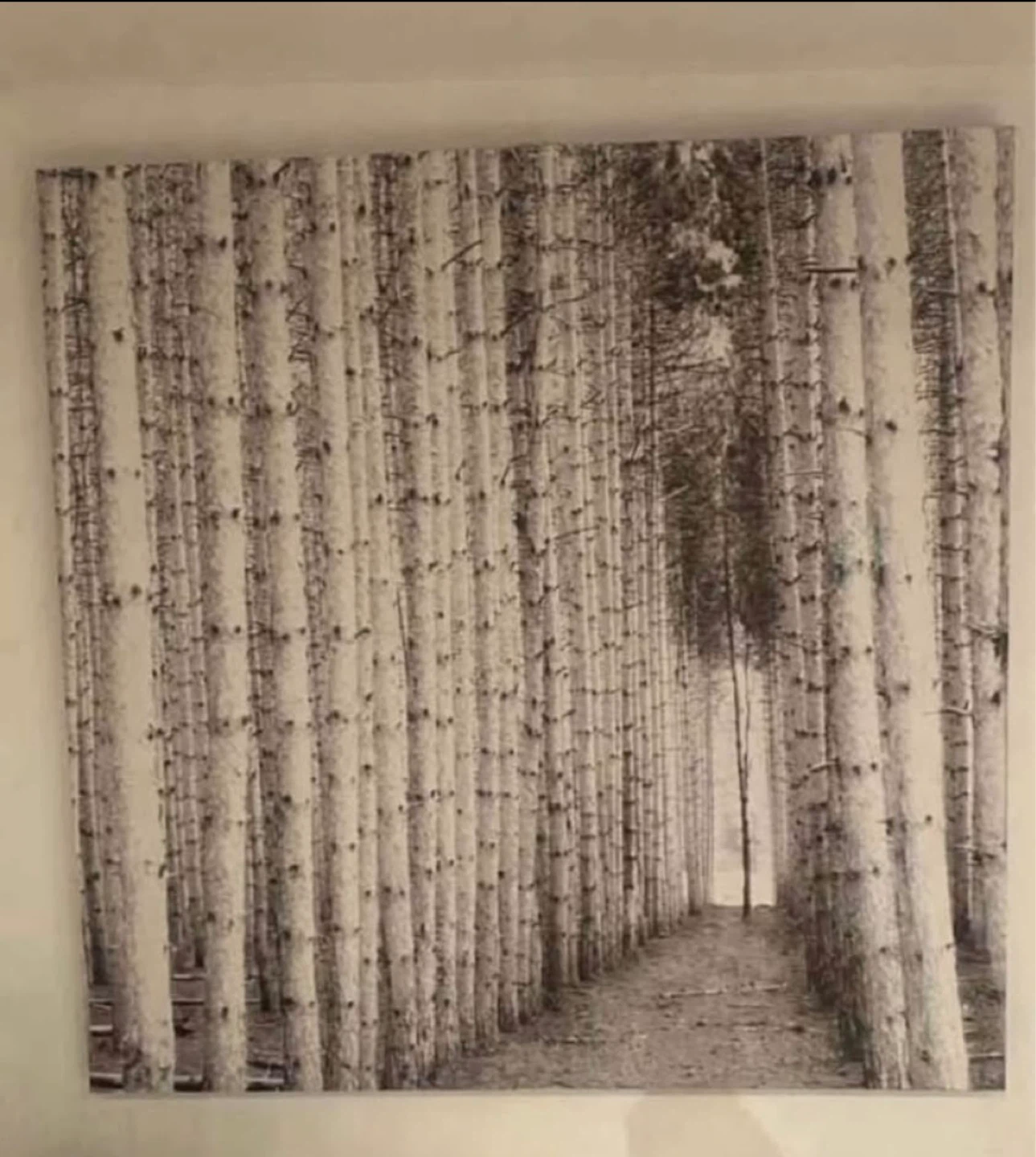 Art Canvas Print 48”x48” - photo 2