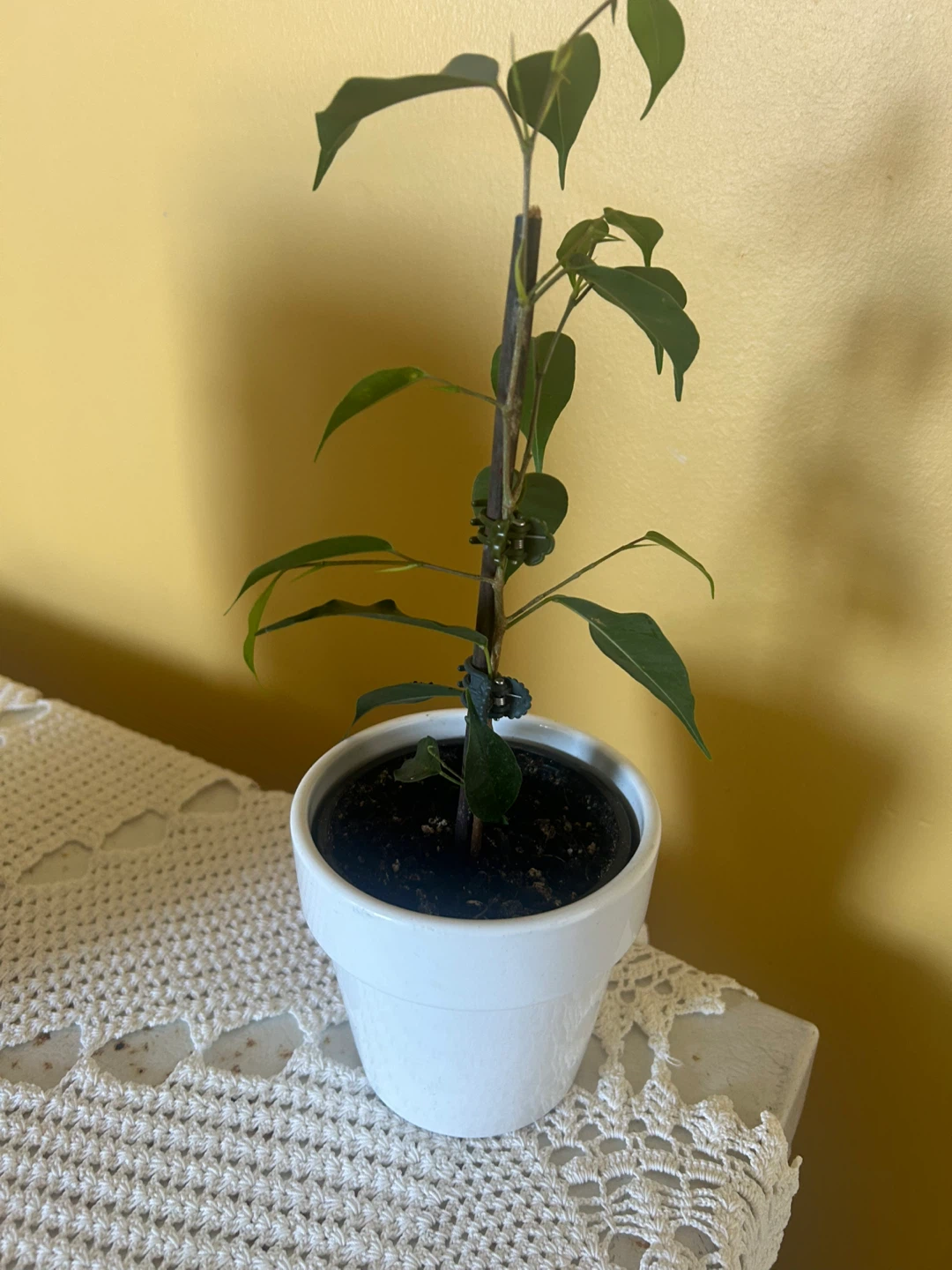 Ficus  Plant in a pot - photo 2