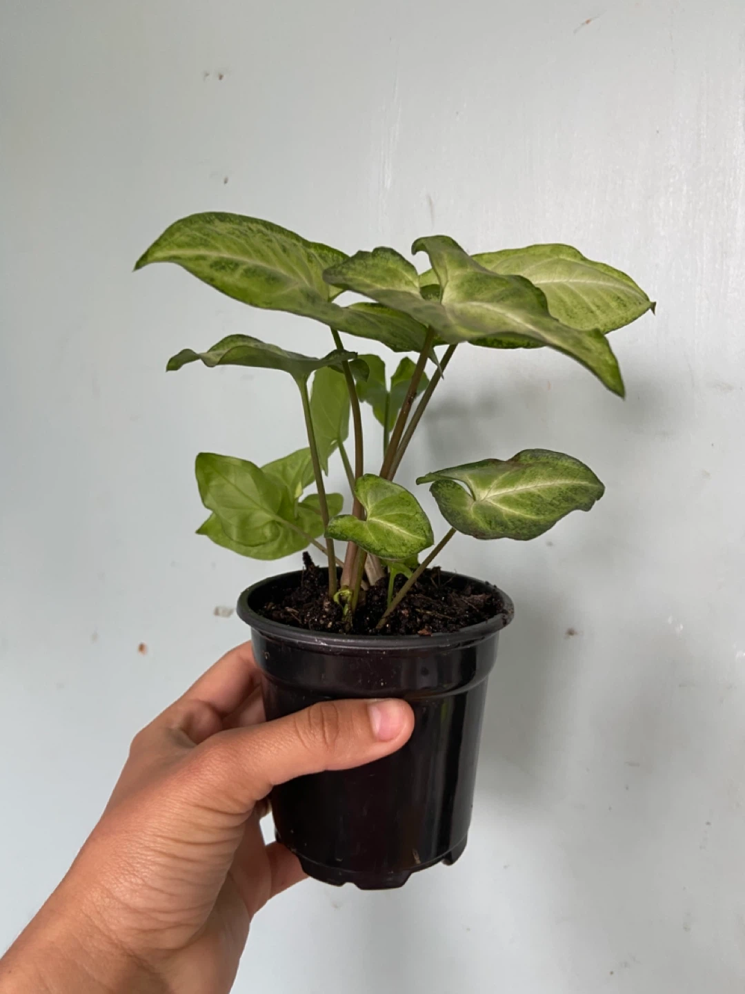 Syngonium Plant
