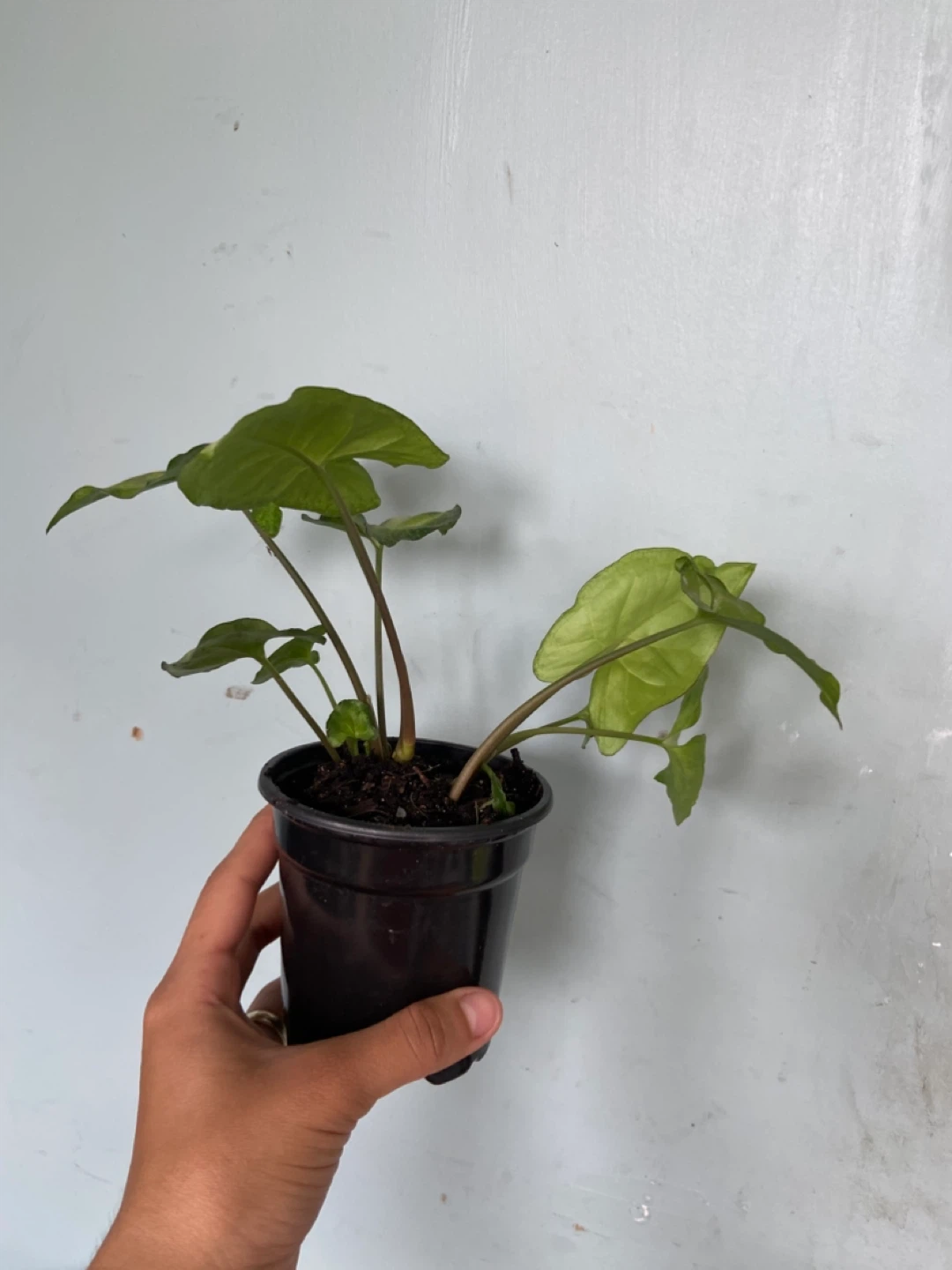 Syngonium Plant - photo 2