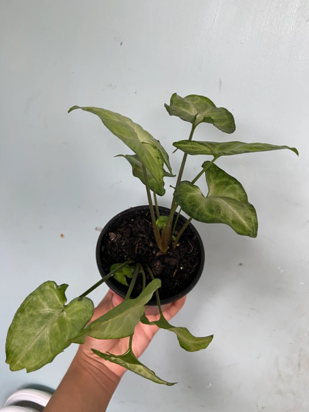 Syngonium Plant - photo 5