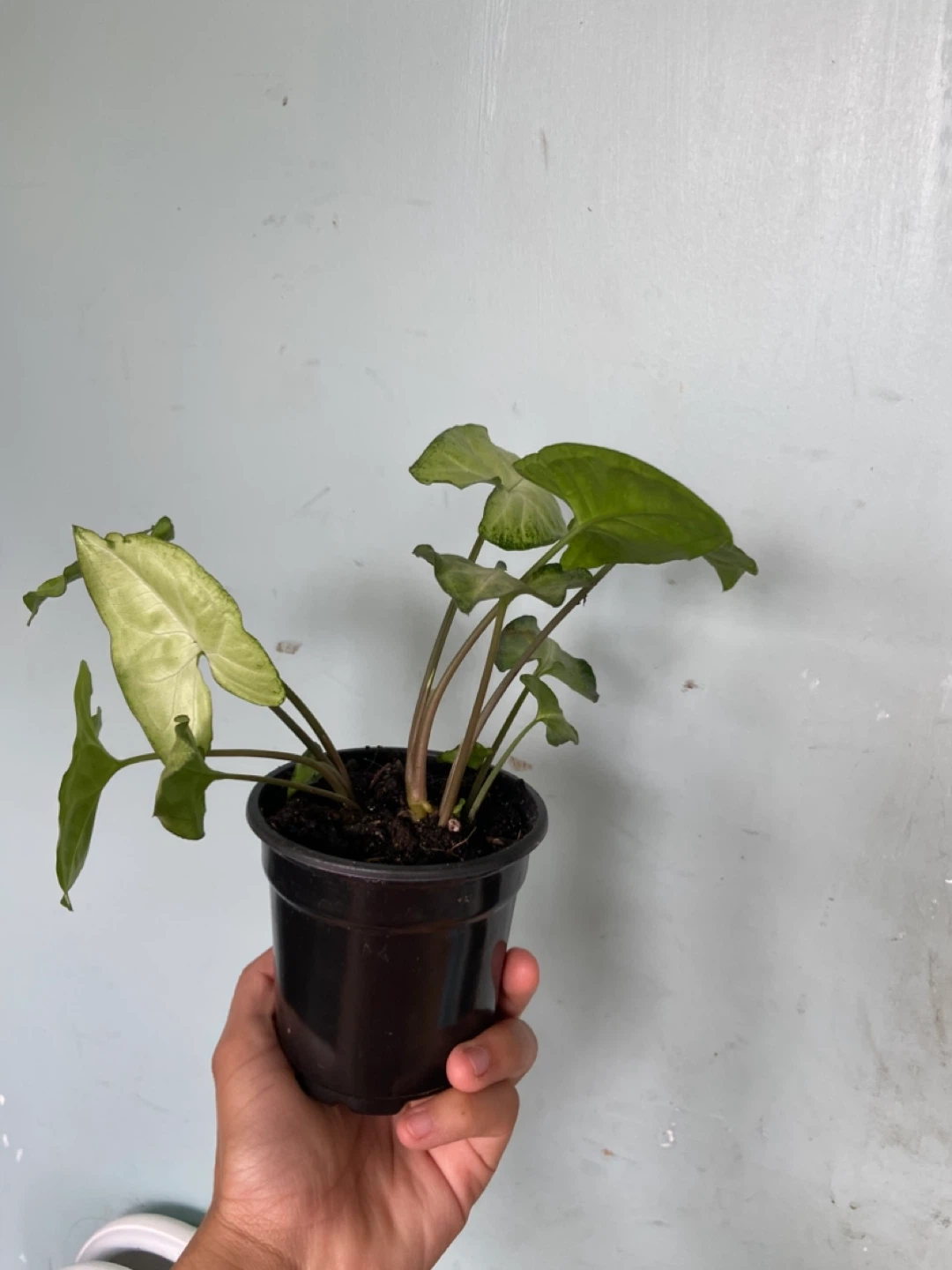 Syngonium Plant - photo 4