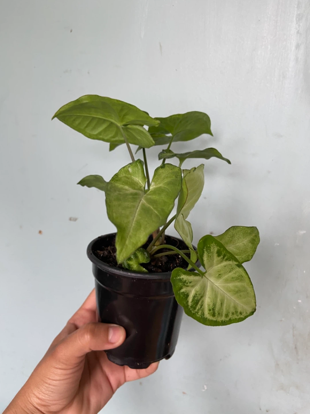 Syngonium Plant - photo 3