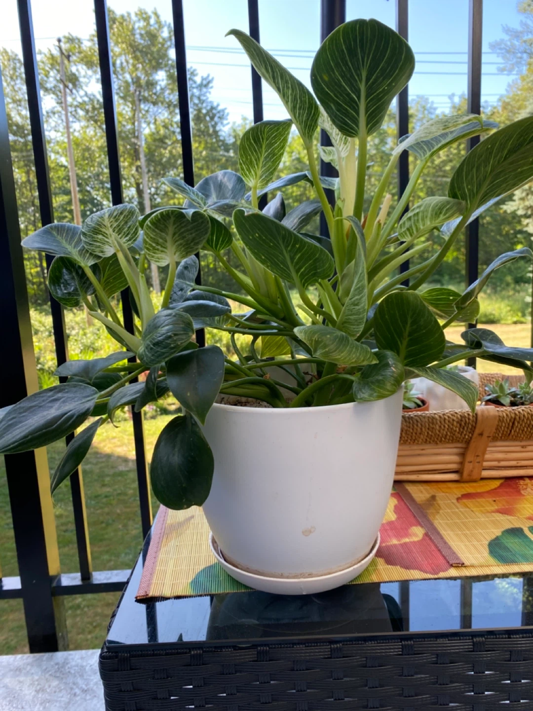 Philodendron Birkin Plant - photo 2