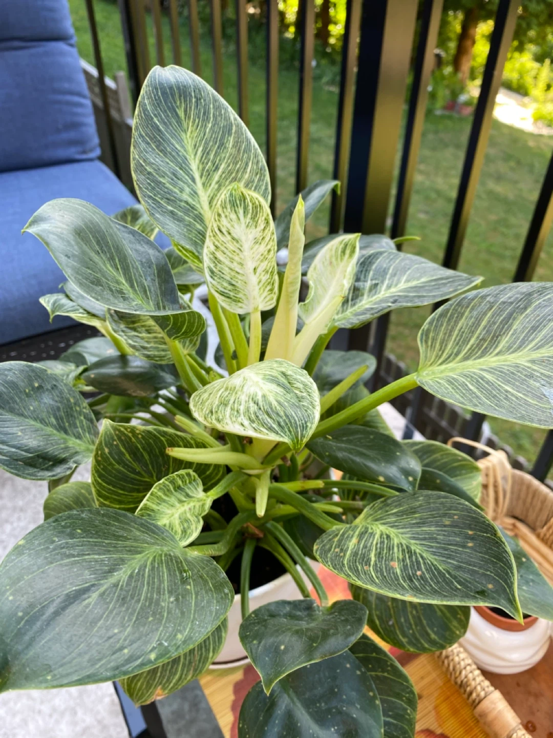Philodendron Birkin Plant