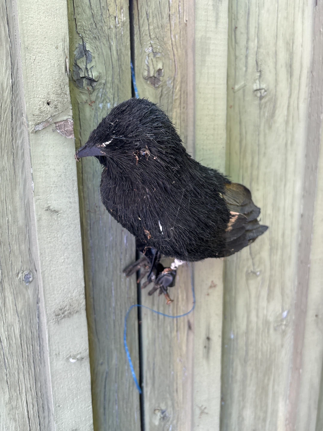 ⚽️Faux Black Bird Figurine