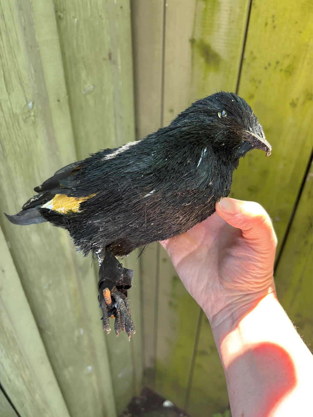 ⚽️Faux Black Bird Figurine - photo 2