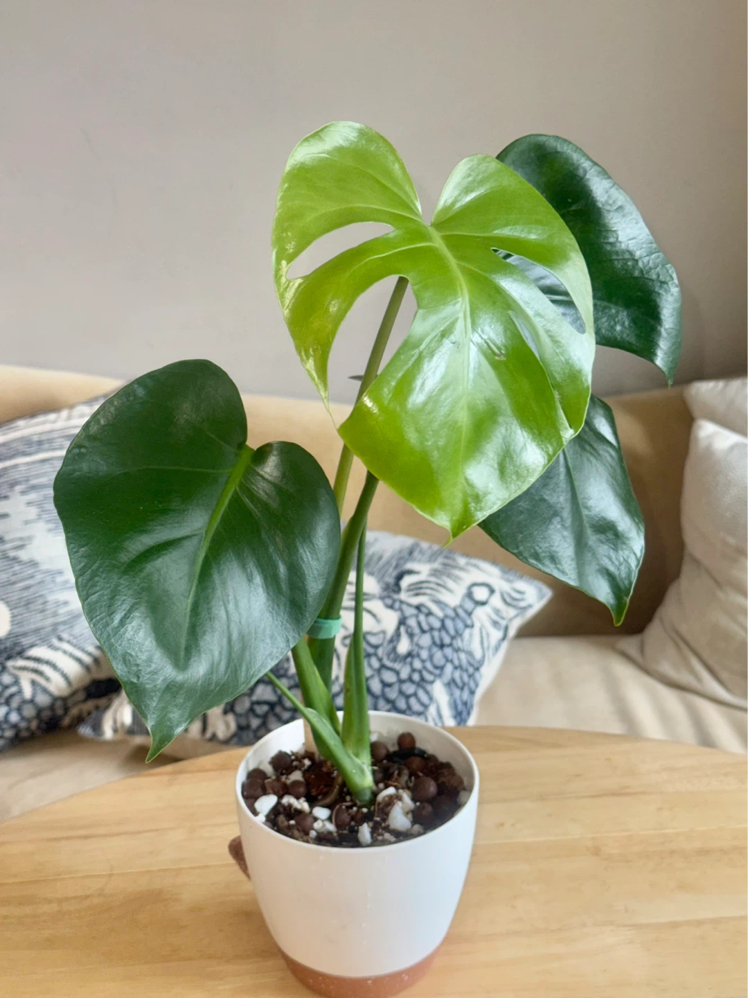 Monstera Plant in White Pot - photo 5
