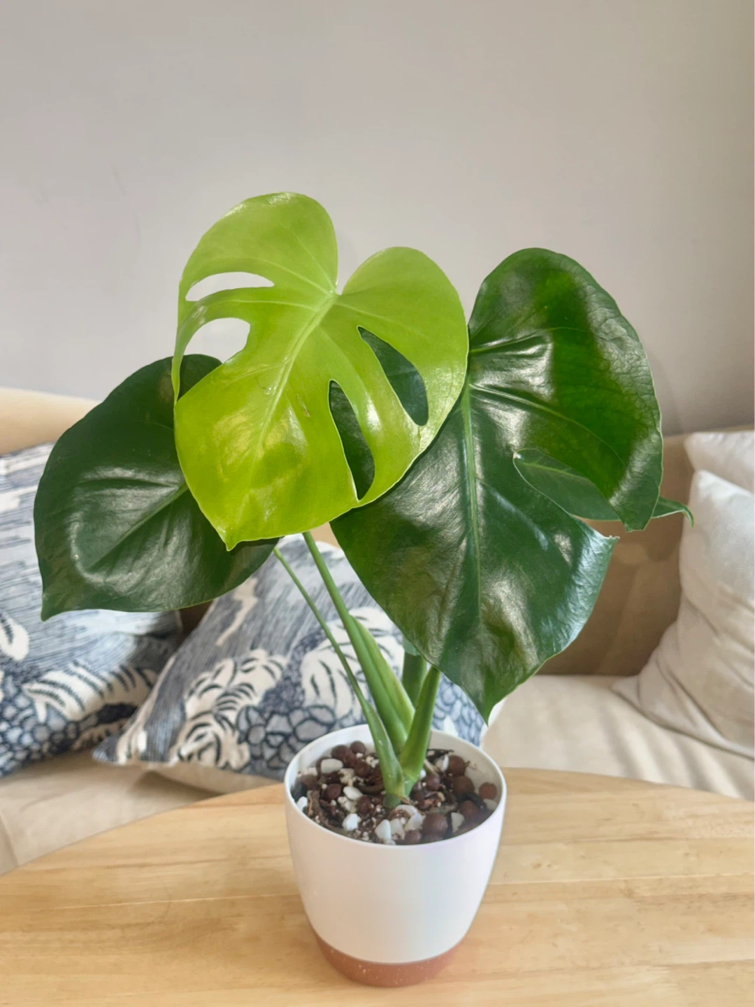 Monstera Plant in White Pot