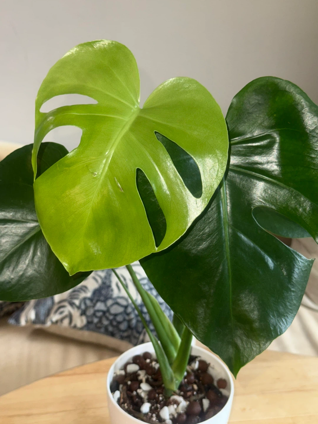 Monstera Plant in White Pot - photo 2