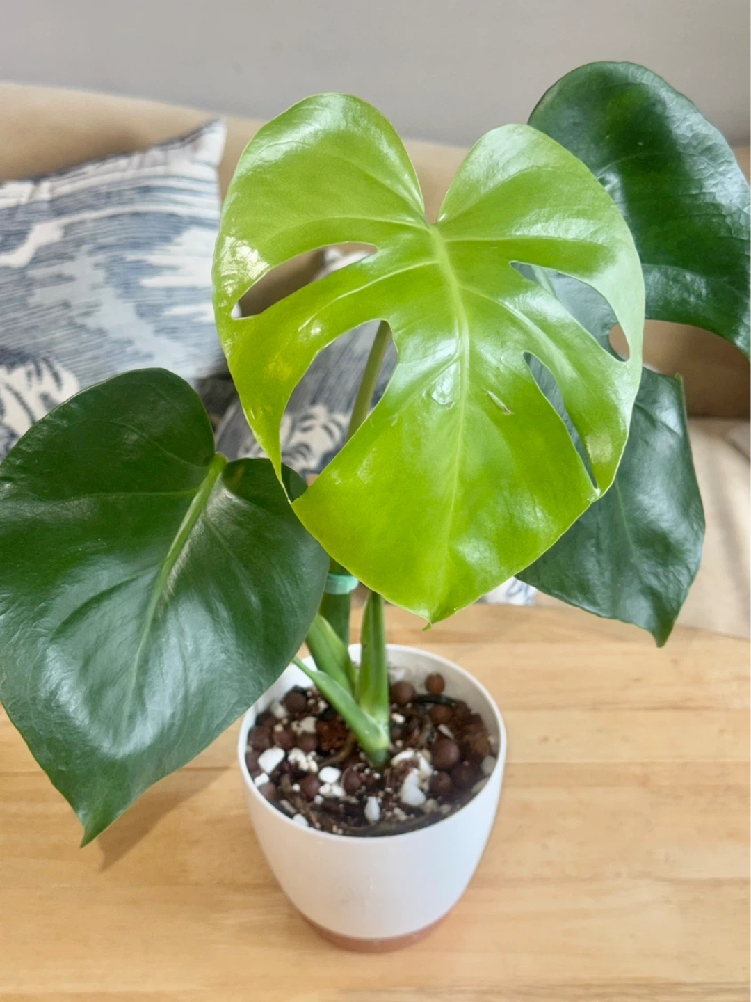 Monstera Plant in White Pot - photo 3