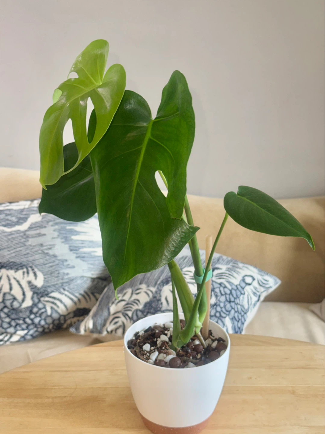 Monstera Plant in White Pot - photo 4