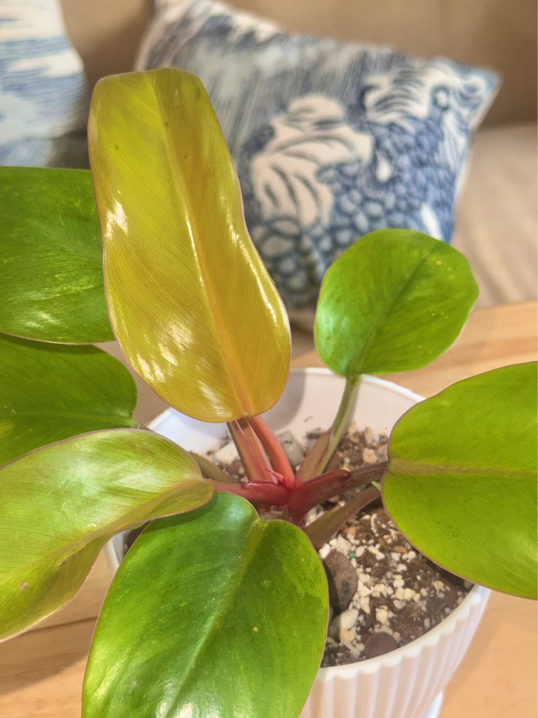 Philodendron Mars whole plant with planter - photo 3