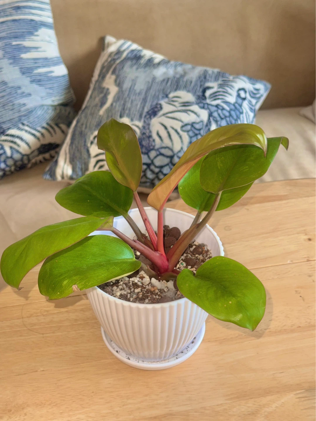 Philodendron Mars whole plant with planter - photo 5