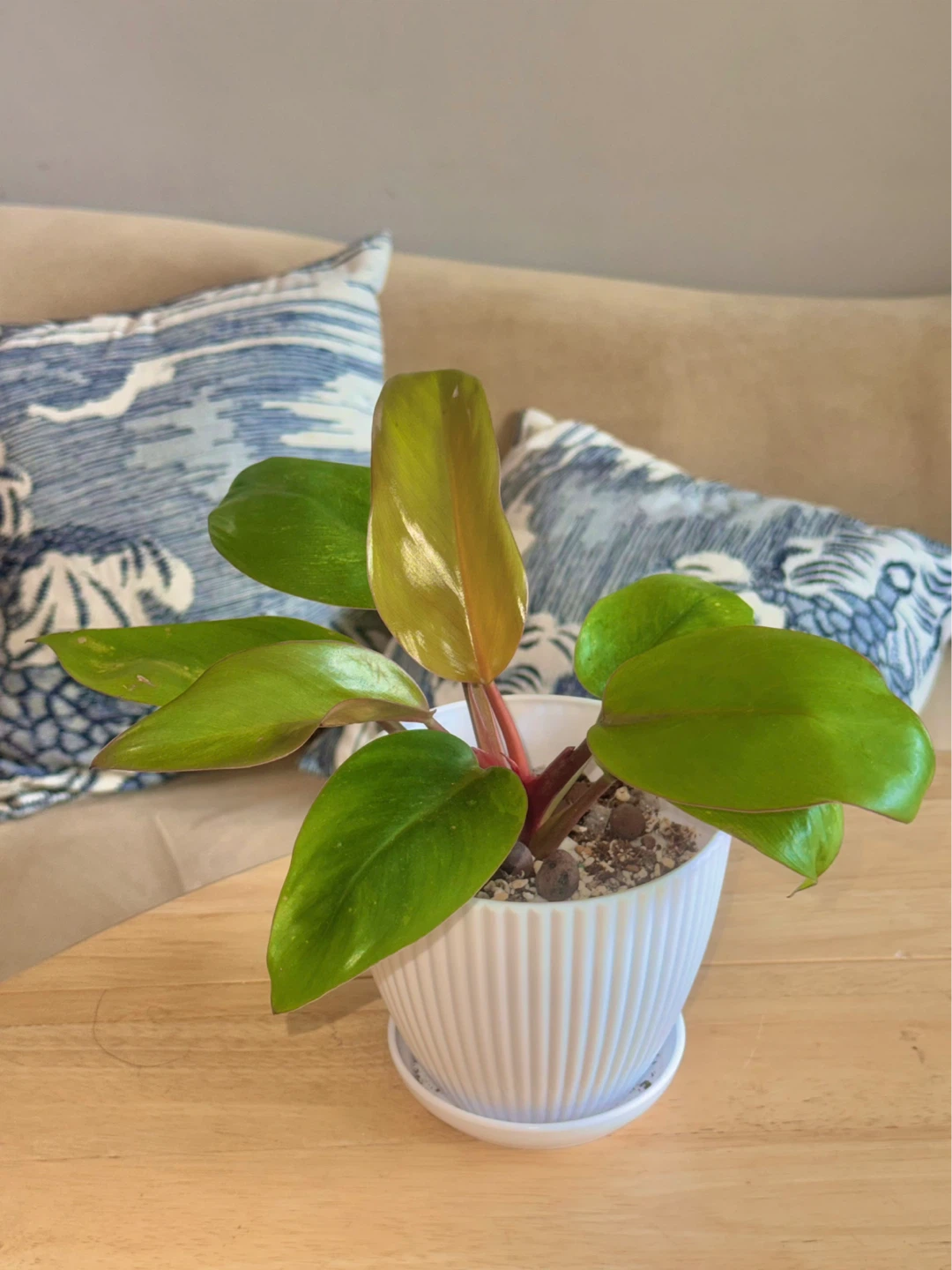 Philodendron Mars whole plant with planter - photo 4