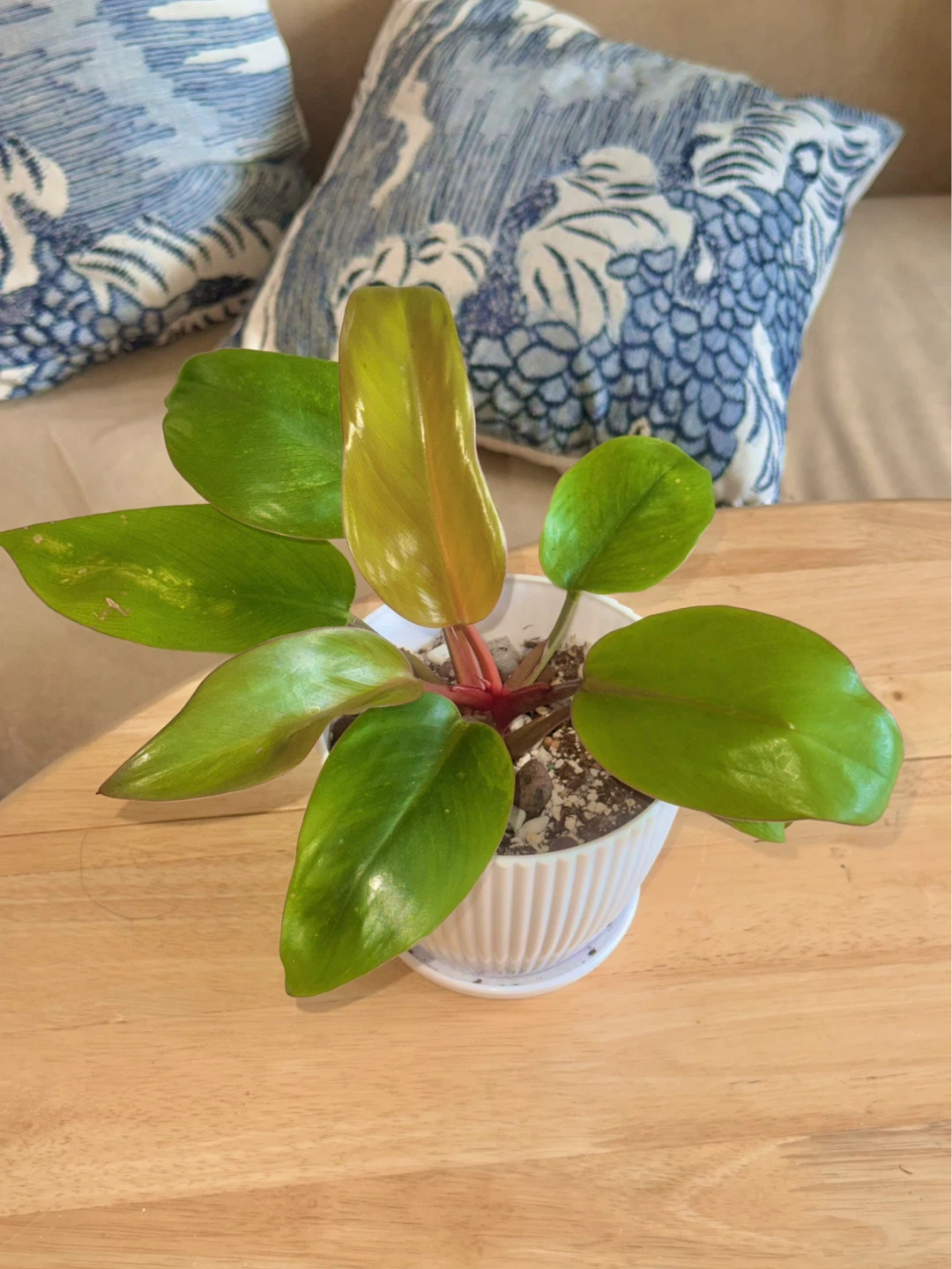 Philodendron Mars whole plant with planter