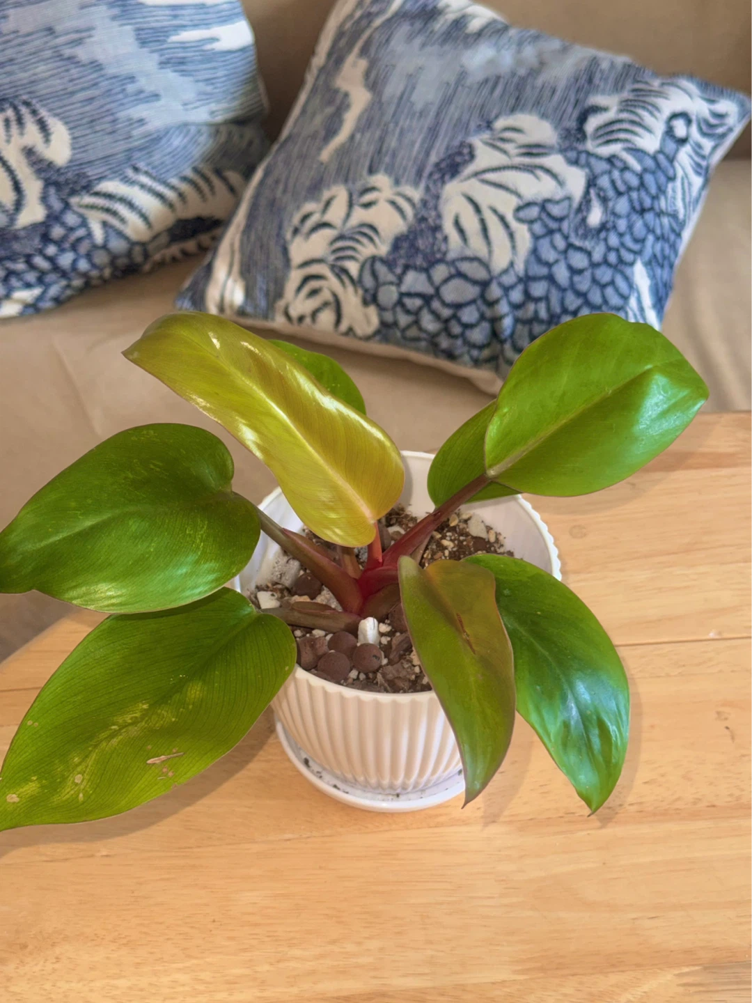 Philodendron Mars whole plant with planter - photo 2